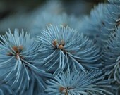 6 Blue Spruce Scented Candle Tarts Wax Melts 6oz
