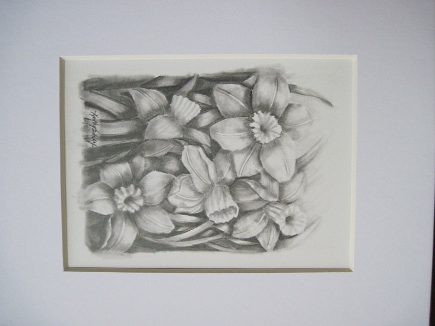 Daffodil Original Graphite Drawing, Matted 9" x 12"