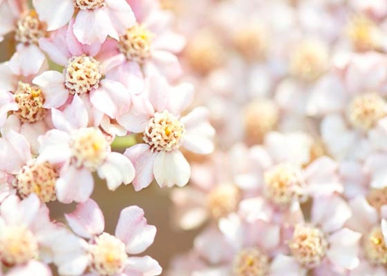 Pale Bloom, Pink Wall Art, Flower Photography, Shabby Chic, Pastel, 5x7 Photograph, Floral Wall Art