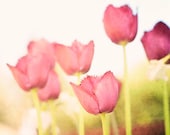 Tulip Photograph. Nature Photography, Spring, Dreamy, Floral, Flowers, Pink, Green, Tulip Wall Art, 8x10 Photograph