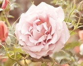 Floral Wall Art, The Rose, Pink, Shabby Chic, Rose Garden, Flower Photography, Nature, Spring, Fresh Beautiful, 8x10