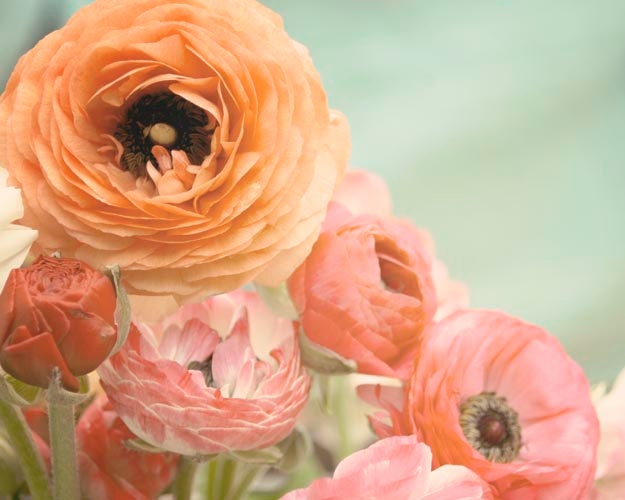 Ranunculus Photograph, Nature Photography, Spring, Mothers Day, Pastel, Garden Inspired, Floral Wall Art, 8x10 Print