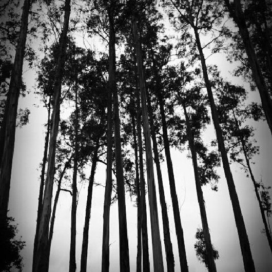 GRAVEYARD TREES 4x4 Art Photo Print / Black & White Trees