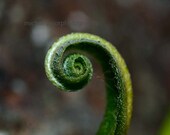 fern