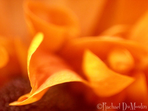 photograph - 6x8, orange flower photo