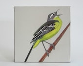 Original Painting Bird Art  8x8 painting Eastern Yellow Wagtail home decor ornithology gray green