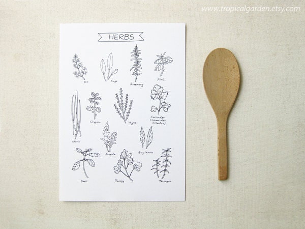 Herbs - 8'x11' Print - Ink Illustration - Culinary Art Collection