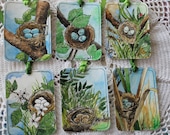 Bird Nest Tags - Handpainted Assorted Set of Six Nests with Eggs, Original Illustrations