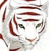 Made to Order - Tigerwith Flesh Wounds - Giclee print
