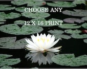 CHOOSE ANY12 X 16 Print