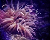 Ocean's Flower - Photo by Kate Sexson 8x10 FREE Shipping in USA