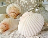 Beach Decor, Shell Supplies - Florida Scallop Sea Shells, Set of 6