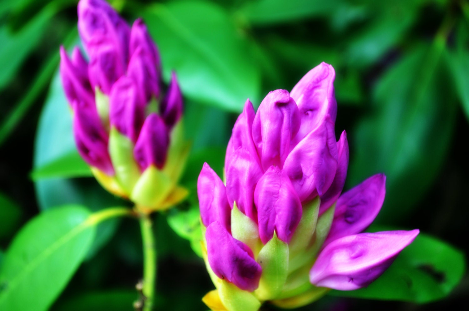 Vivid Rhododendron Buds Digital Photography Download Purple Green Spring Flowers Fine Art Photo Floral