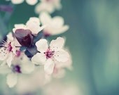 Flower photograph pink blooming Macro Photography Nature photography blooming tree Spring wall art  4x6 Fine Art Photography Print
