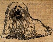 Adorable MALTESE Terrier Dog UNCUT Digital Image Download Transfer To Pillows Tote Bags Tea Towels Burlap No. 4452