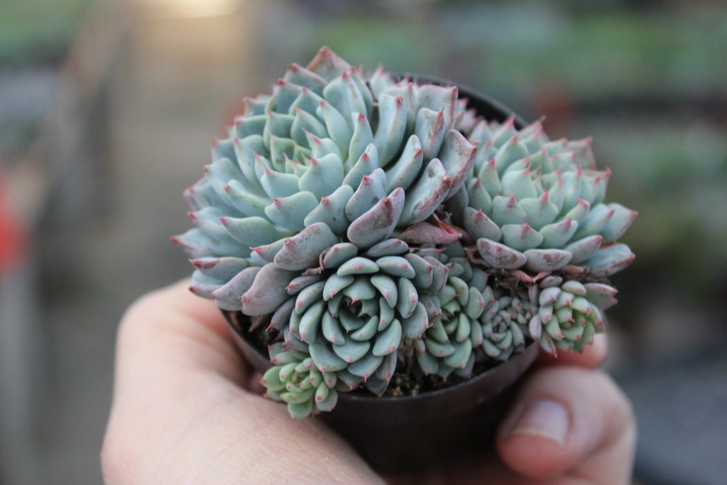 Succulent Set of NINE 9 incredible 2.5" Potted Echeveria Azulita succulents Great as Wedding Favors and Gifts table decor favor