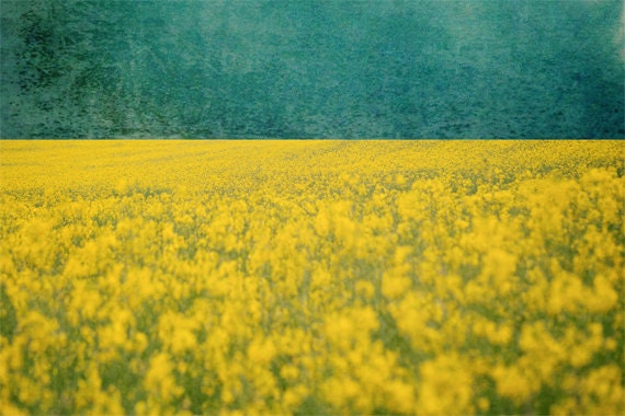 Wildflower Photo - 8x12 Fine Art Photography, yellow, flower, field, green, blue, aqua, spring, summer, nature, landscape, dream