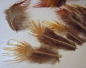 24 Golden Feathers Pheasant yellow red assorted craft feathers