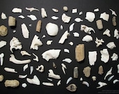 Lot of Bone and Fossil Scraps