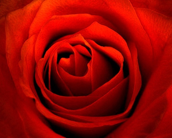 Red Red Rose,  Photograph,  Pure Red Rose, I Love You, Soft, Sexy, Romantic, Love Me Tender,  Macro Modern Graphic Rose, FREE SHIPPING USA