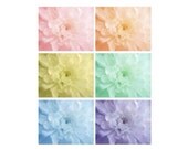 Painted Pastel Mums Photograph, 8 x 10 , Soft Dreamy Iridescent Mums, Rainbow of Pastel Petals , Wedding, Nursery, Anniversary, Macro Modern