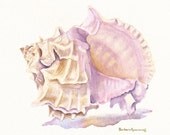Murex Seashell Beach Painting, Art Print Reproduction of Original Watercolor, Barbara Rosenzweig, Seashore Florida Vacation Home Decor