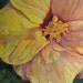Yellow Hibiscus Flower Art Print of Original Watercolor Painting, Florida Exotic Tropical Floral Botanical Reproduction, Barbara Rosenzweig