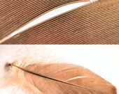 5x7 Set of Two Images (Diptych) Macro Photography - Feather, Close Up, Grey