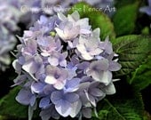 Photography Violet Spring Hydrangea Flower Wall Art/Greeting Card