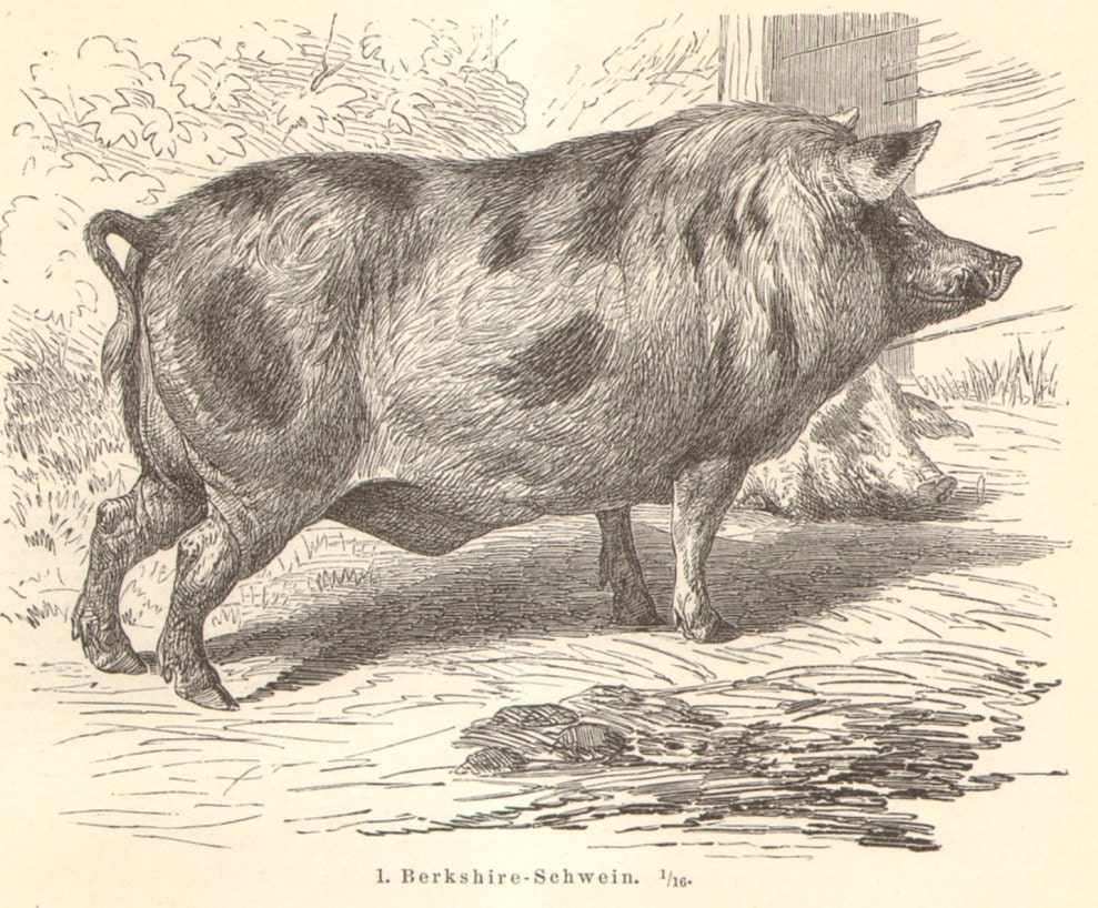 Yorkshire+Pig+Size 1897 Domestic Pigs, Suidae, Meishan, Yorkshire Pigs Original Antique ...