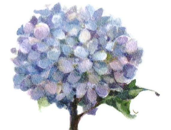 Blue Hydrangea Small Watercolor Painting