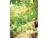 Vineyard Photography. Sonoma. napa. grapevine. peaceful. kitchen art. landscape. green. purple. pastel. dreamy nature scene.