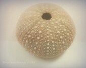 My summer treasure- summer- beach- sea urchin- summer sea shells- wall art- summer decor- sea decor- summer touch-