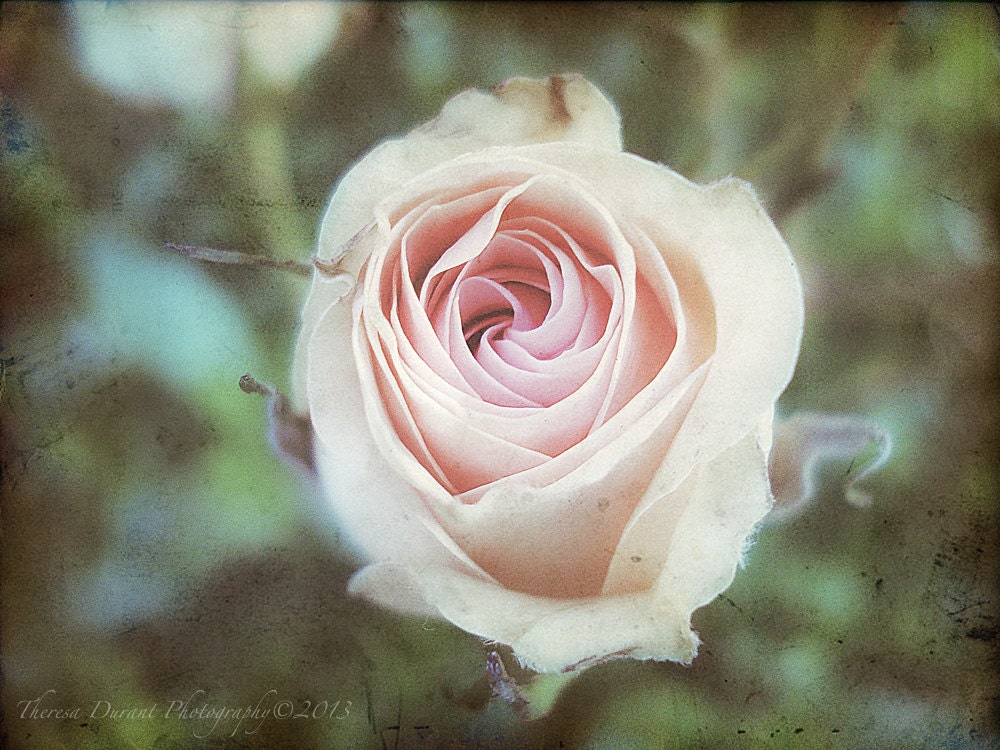 Romantic Notions- romantic pink rose, romantic summer rose, romantic wall art, romance is here