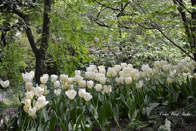 Central Park Photo New York City Spring Flowers White Tulips NYC Scenic Nature Trees Green Manhattan Big Apple