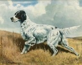 English Setter Vintage Dog Illustration - Edwin Megargee - 1940s Original Page - Hunting Dog