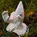 Zombie Gnomes Not Painted: Legless Larry FREE USA SHIPPING