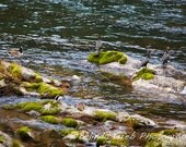 Nature Photography  - "Different Feathers . . " - Fine Art Print Landscape Photograph cormorant geese ducks - 8x10 unframed Print
