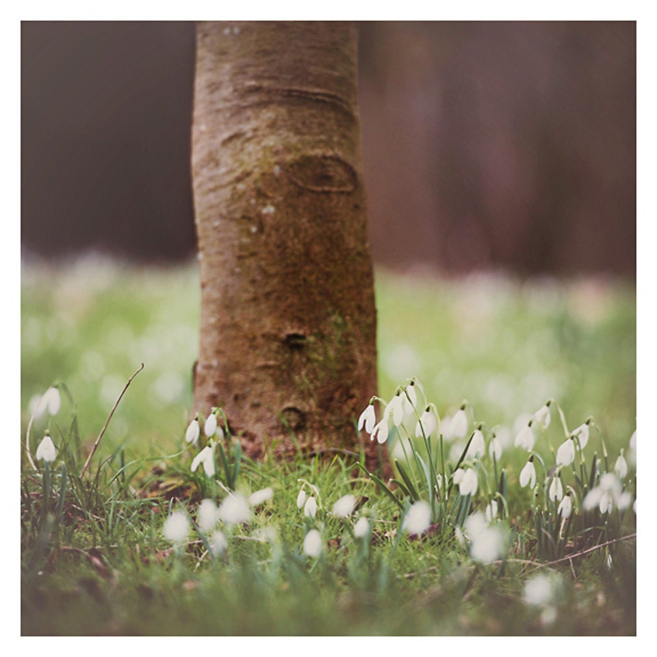 winter snowdrop flower color photo print - whimsical fine art nature photography, white, petal, grass, tree, hope