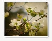 Green and White Dogwood Photo, Spring Flower Photo, dogwood tree, fine art print, flowers, tree, blossoms, floral, spring landscape