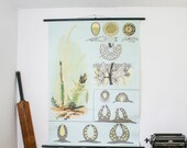 ON SALE Vintage School chart Freshwater Algae, Paper on linen, german school print