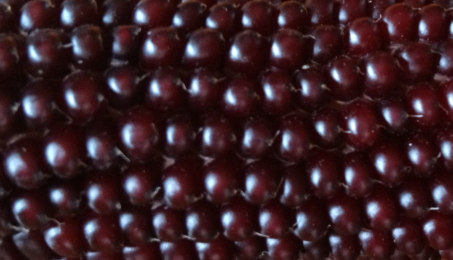 Red Beauty Popcorn Seed ORGANIC Heirloom Rare