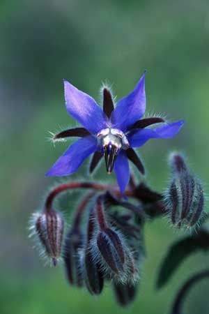 Borage Perennial Companion Plant Water Wise Herb Seed