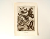 Vintage / Antique Butterflies and Moths Book Plate Engraving 2 (c.1900s) - Collectible, Home Decor