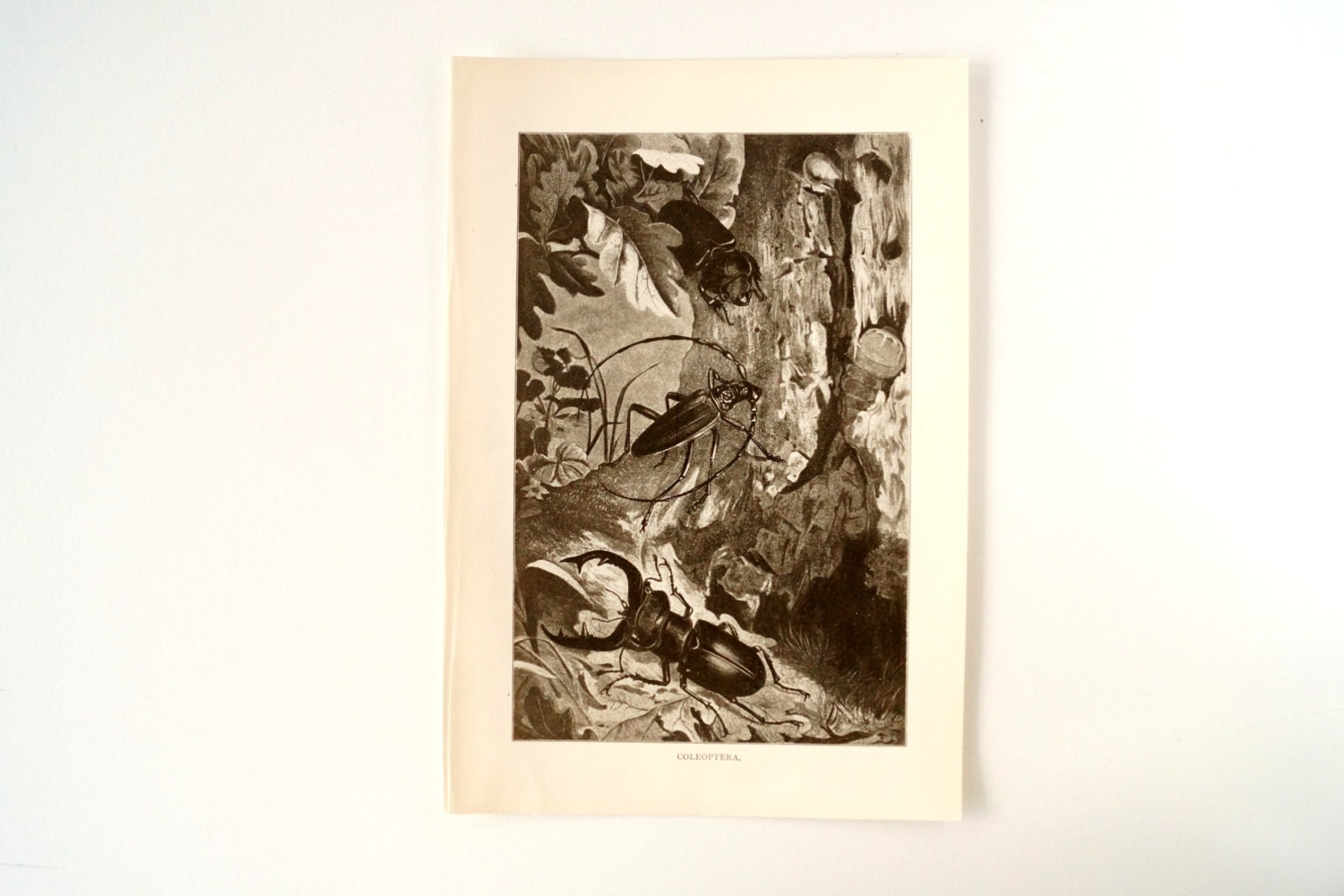 Vintage / Antique Coleoptera Beetle Book Plate Engraving in Black and White (c.1900s) - Collectible, Home Decor