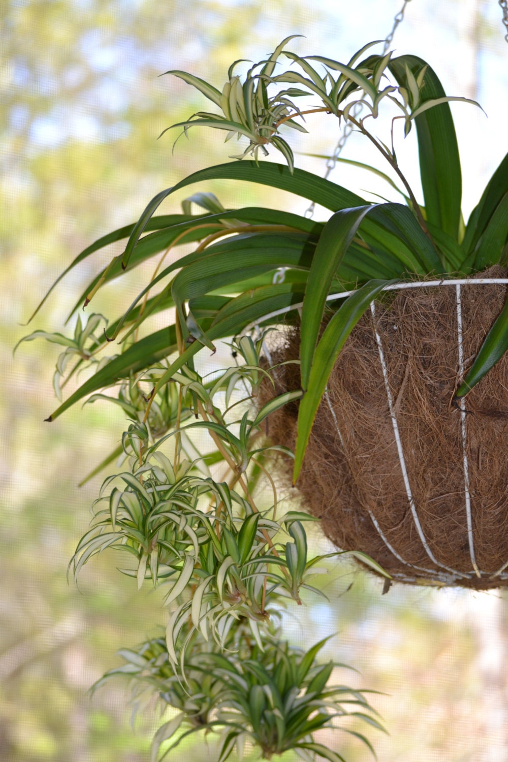 Variegated Spider Plant Babies Sale Green by