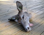 Consciousness- Severed Taxidermy Decayed Deer Head with Ulcerated Tongue and Mosses Dirt Weird Odd Oddity Curio