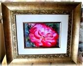 Framed Rose Photograph, Red and Cream Rose, Gold Frame, Matted and Framed Photo