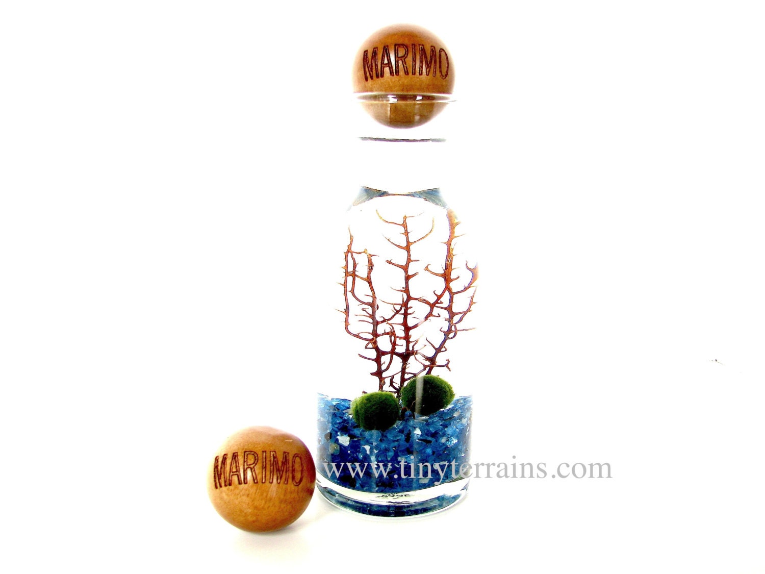 FREE 2nd Marimo Ball Included- Marimo Moss Ball Glass Bottle with Engraved Wood Stopper Aquarium / Terrarium: Choice of 11 Different Colors