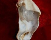 Mussel Shell with Crystal Pendant